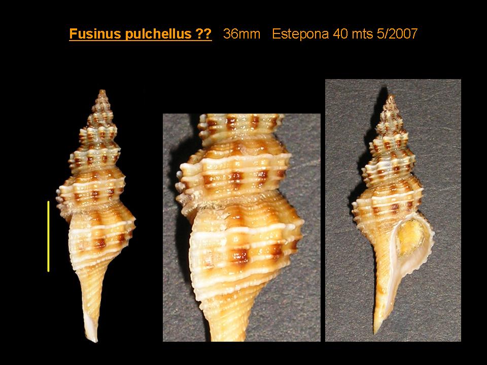 Fusinus pulchellus variaciones